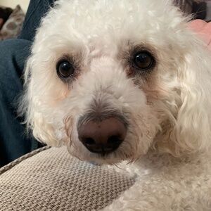 Meet your Posher, Christopher